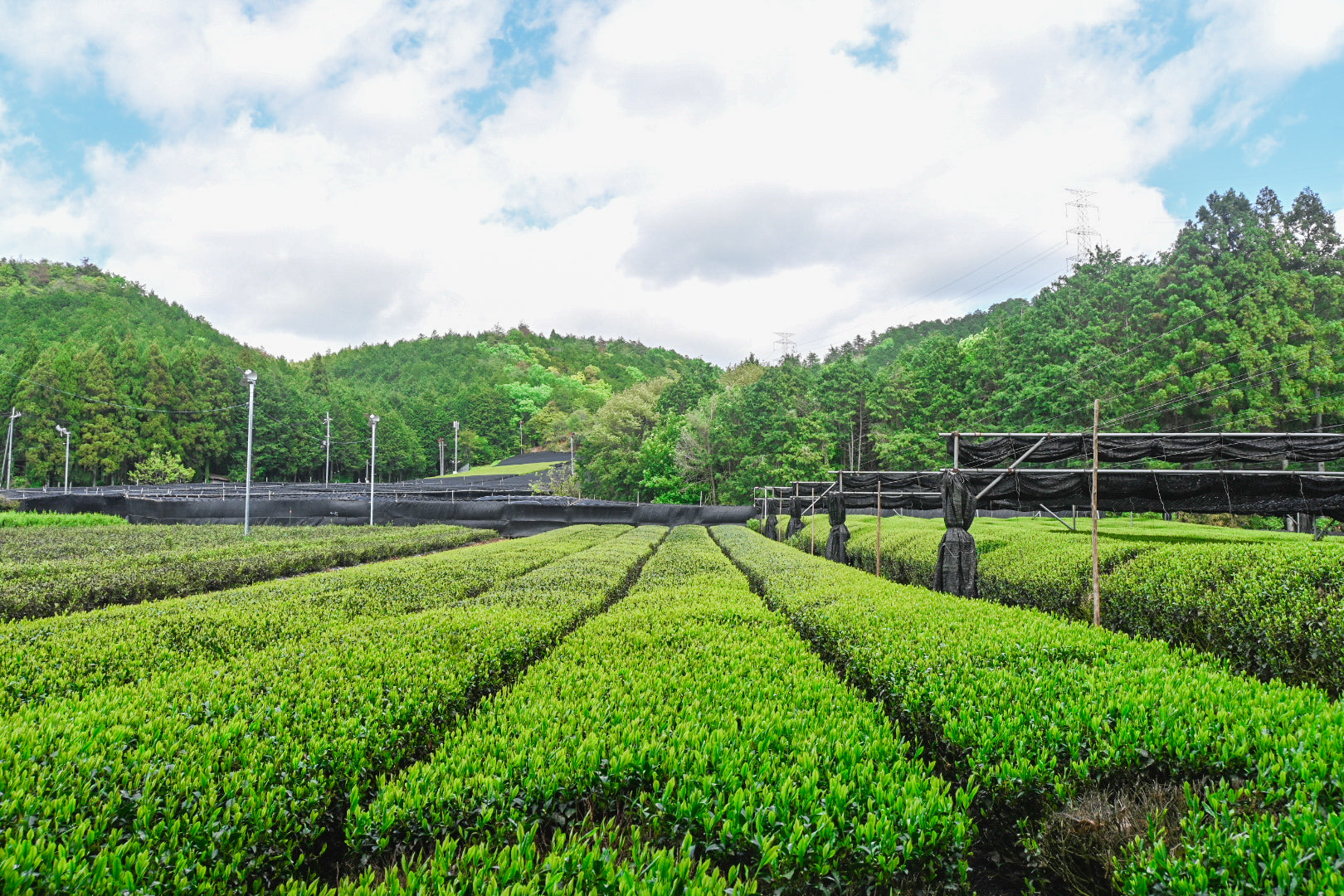 Tea fields in Uji, Kyoto