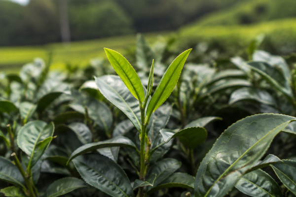 一番茶 — First Harvest Tea