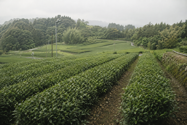 茶園 — Tea Field