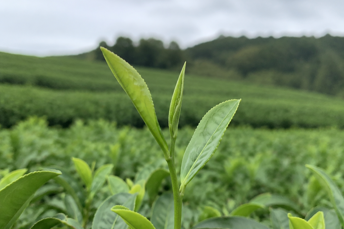 摘採 — Tea Plucking