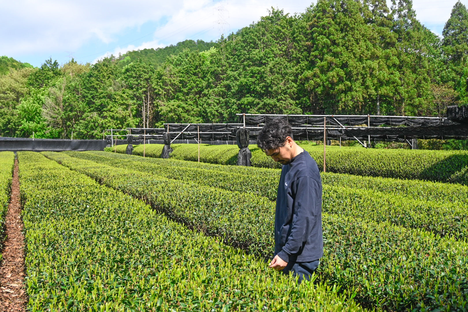 宇治、京都 — 800年の茶の伝統